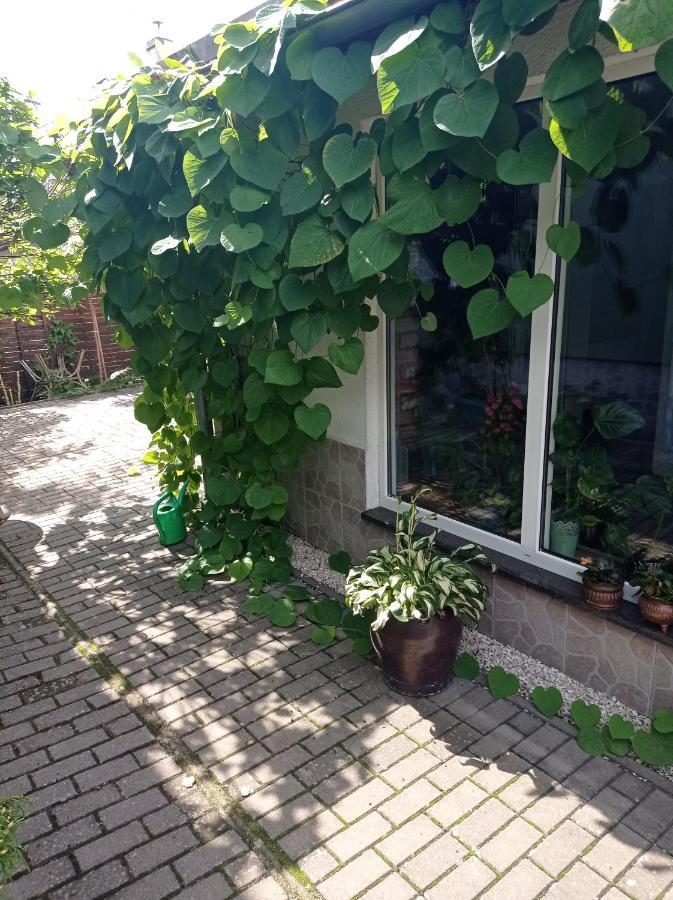 Pokoje Goscinne Cisowa Zielona Góra Kültér fotó